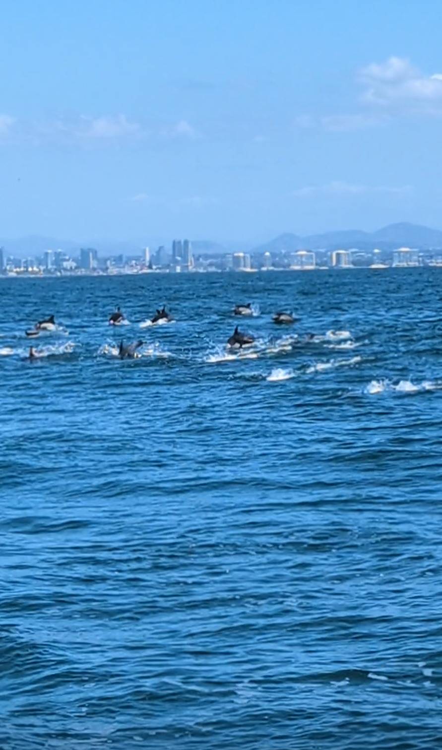 The Great Dolphin Chase_5A5F0036-BE6C-47BD-BD59-FD048B70D9E4