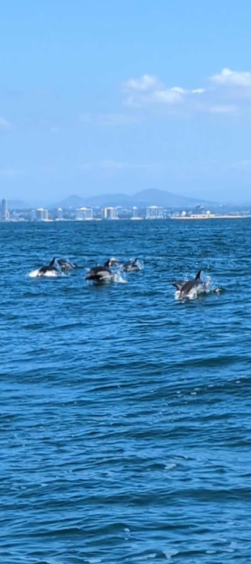 The Great Dolphin Chase_B235D75B-B086-4740-9B89-0EBBEACD6786