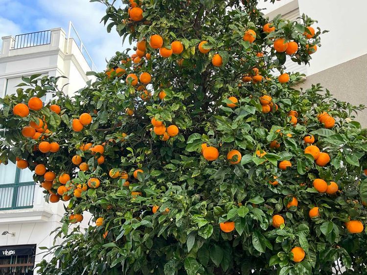 Voyage photo from Ayamonte to Laranjeiras 
