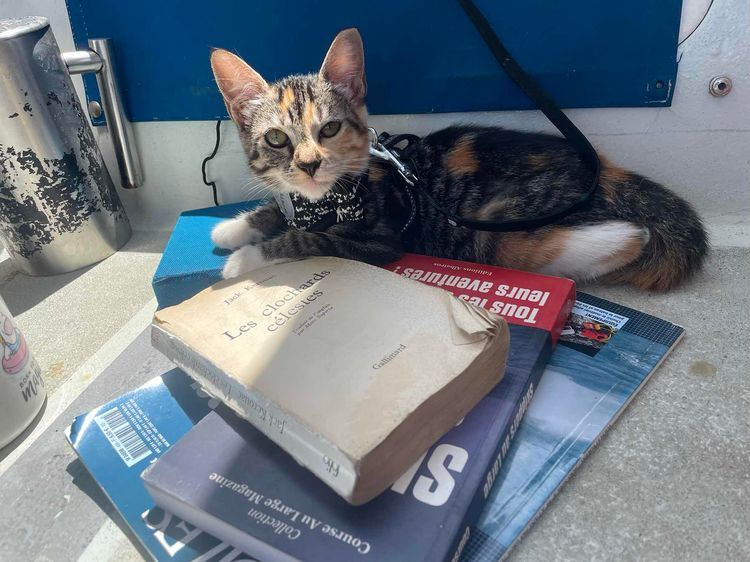 Voyage photo from Pacific crossing 2025 