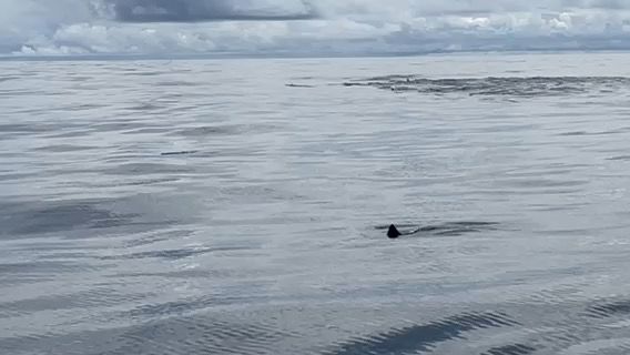 Voyage photo from Pacific crossing 2025 