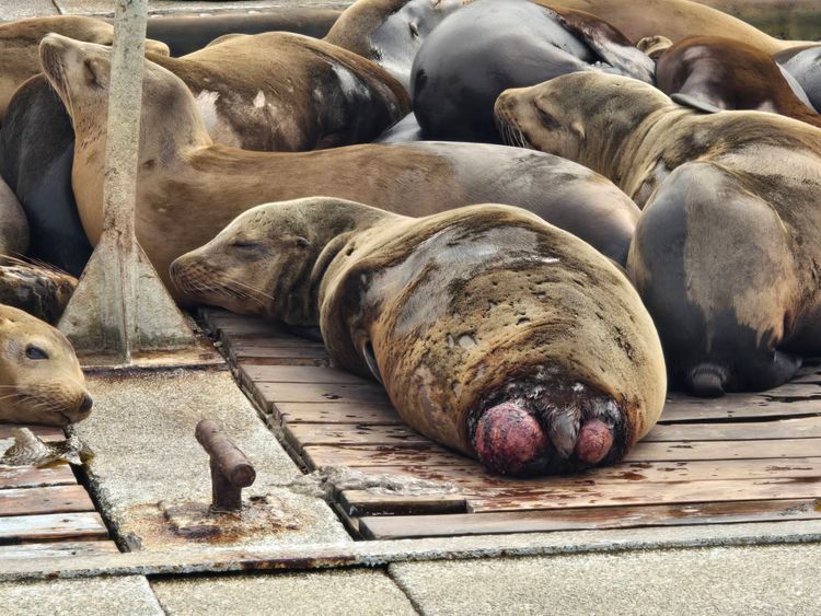 Voyage photo from sp3 with Jewels on 631