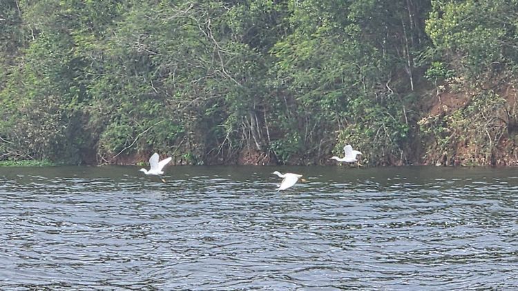 Voyage photo from Majuma I - Guarapiranga