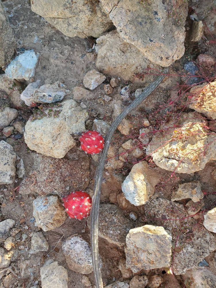 Voyage photo from Bahia Santa Maria - Man of War, Magdalena Bay
