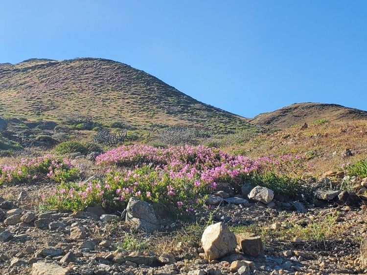 Voyage photo from Bahia Santa Maria - Man of War, Magdalena Bay