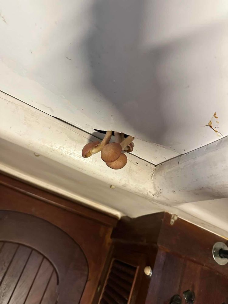 Voyage photo from Lemons to Hot Tub