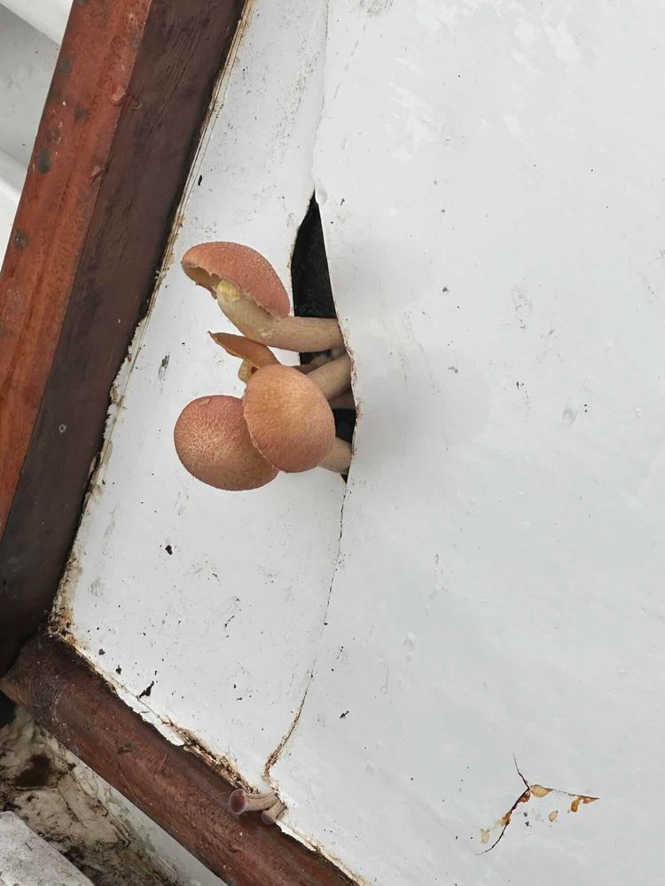 Voyage photo from Lemons to Hot Tub