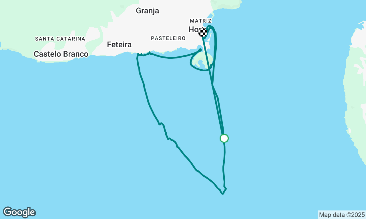 Whale watching in Faial