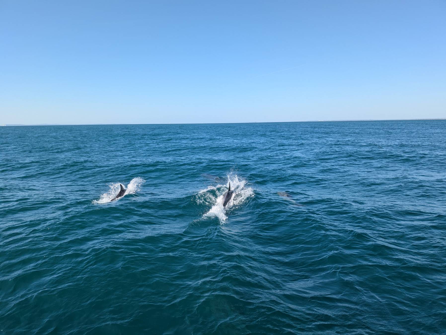 Dolphins - Selsey_369AED54-94A3-431D-80C2-CDC1D21D0481