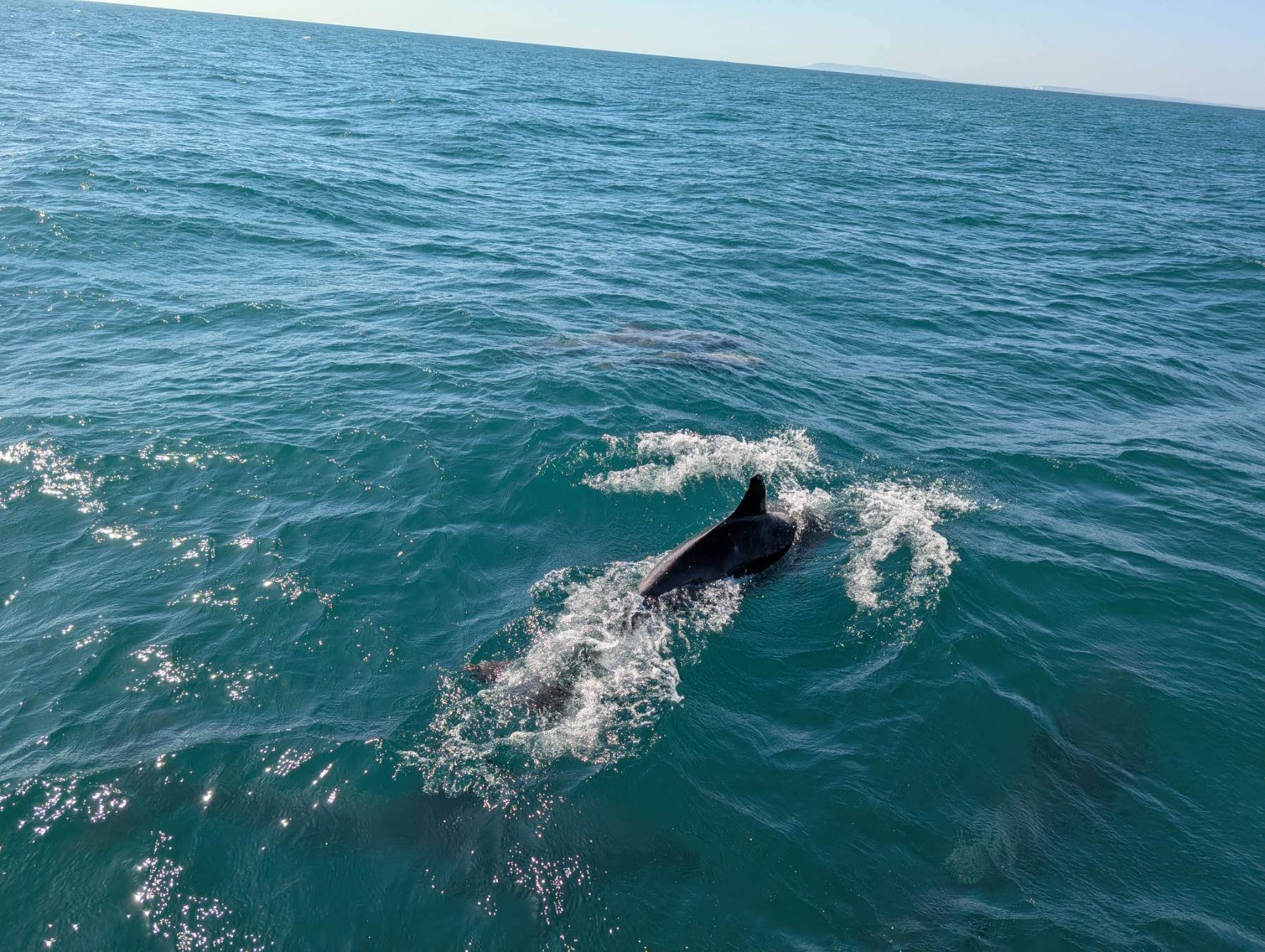 Dolphins - Selsey_B637E278-4EAB-46F6-8B65-E00C6C103ECE