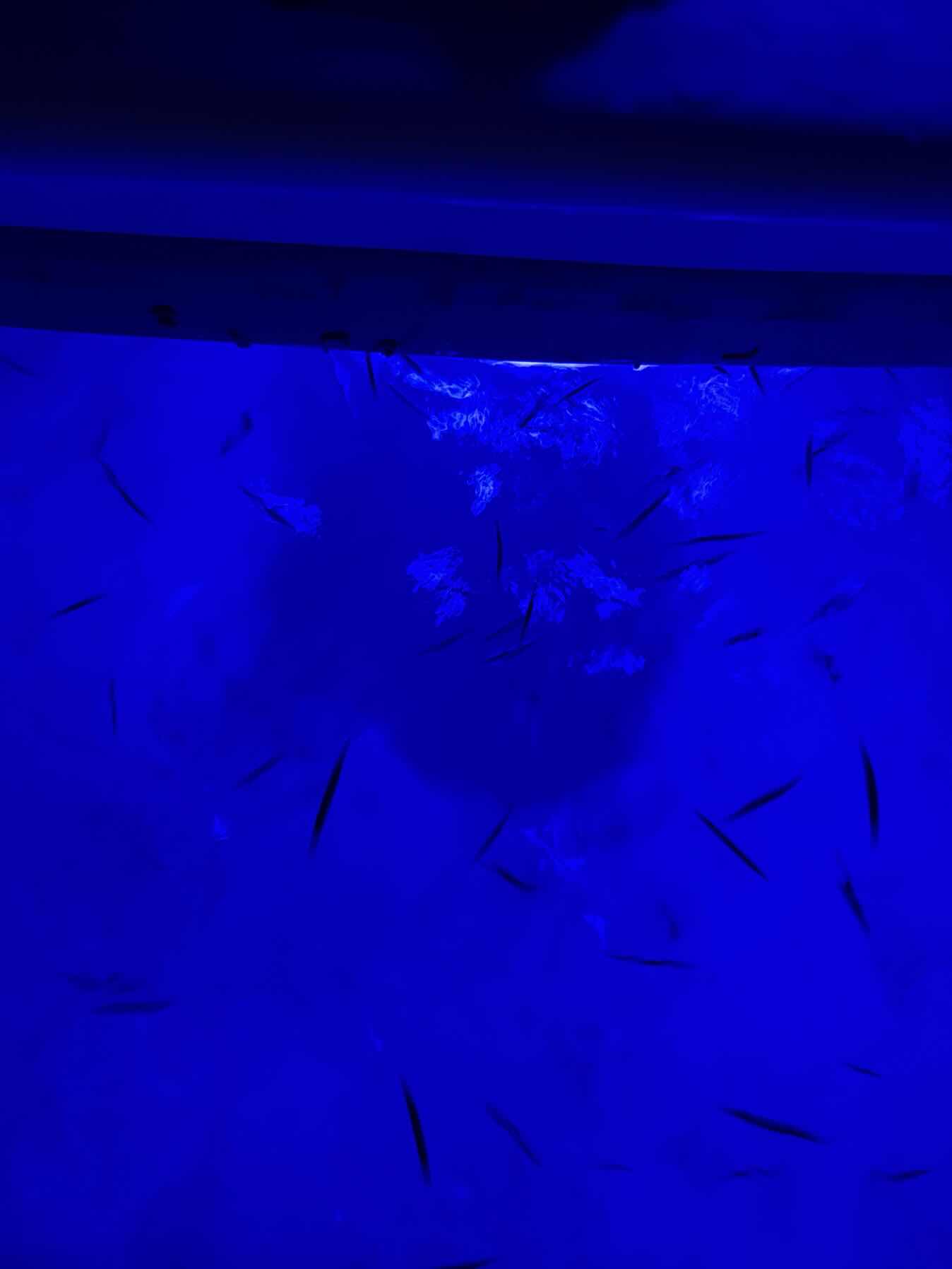 Georgetown to Sting Ray City, Grand Cayman _BBBAEBC1-7EA4-40DF-AB94-9BD7A55018AC