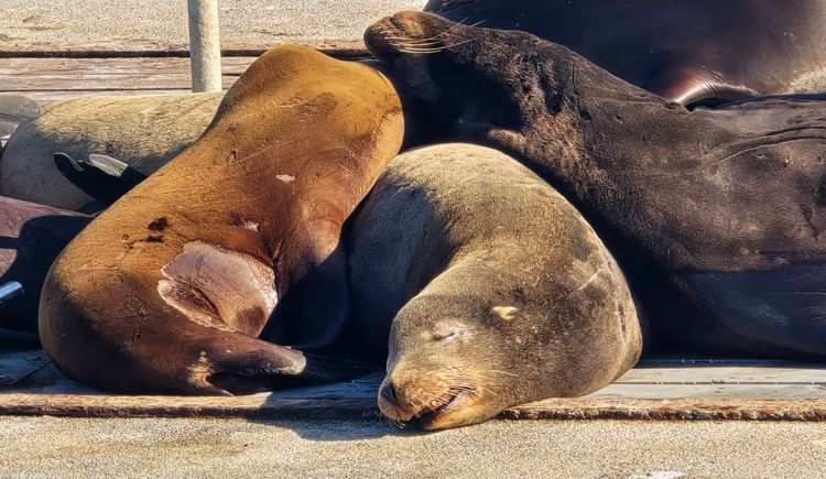 Voyage photo from sp5 with Jewels on 664