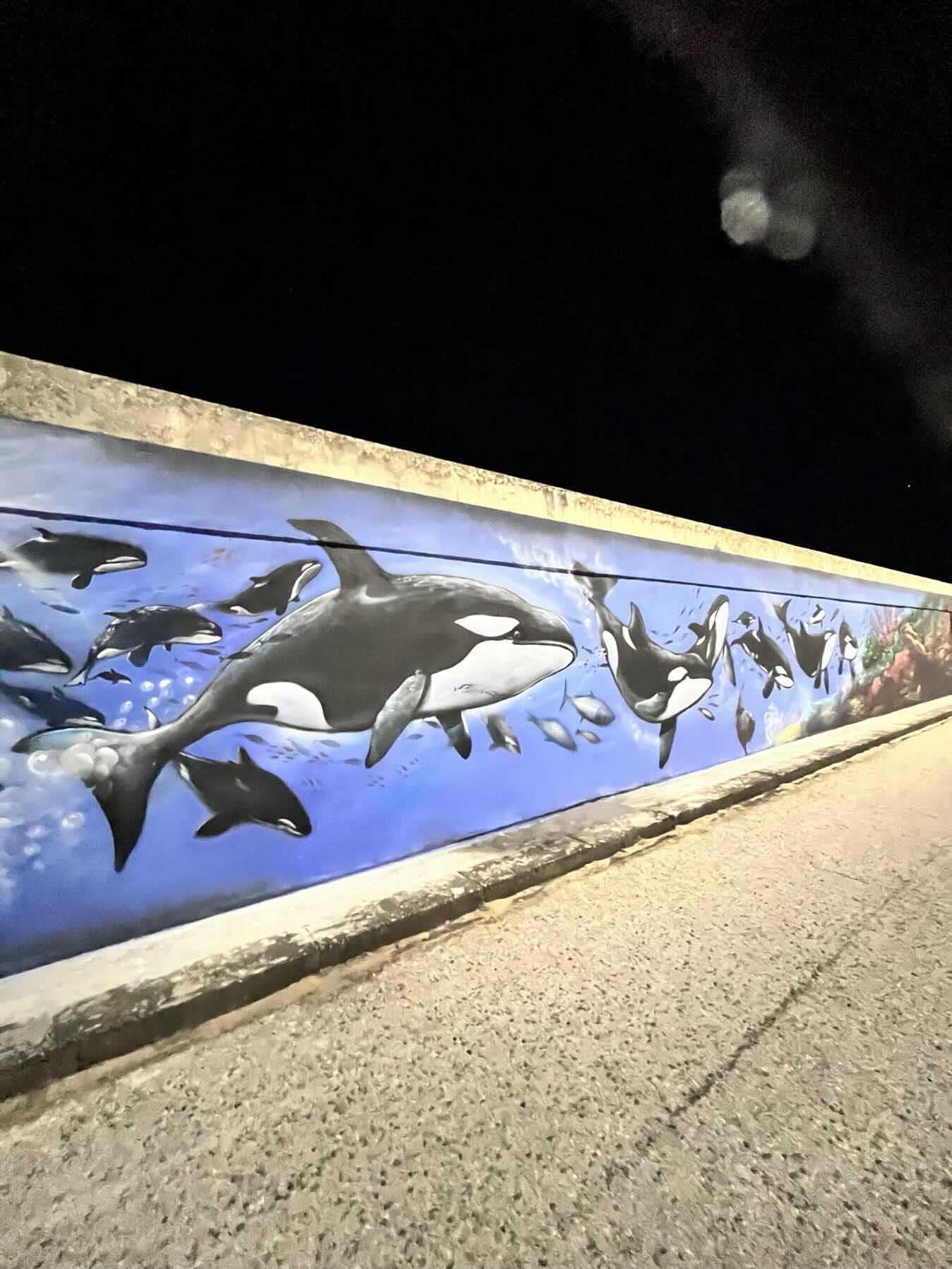 Halcyon Delivery Villamoura to Barbate - Orca Attack _6AAA25E0-4935-4273-8518-D38E5570B946