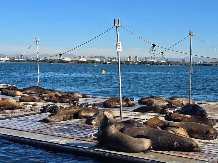 Voyage photo from sp5 with Jewels on 664