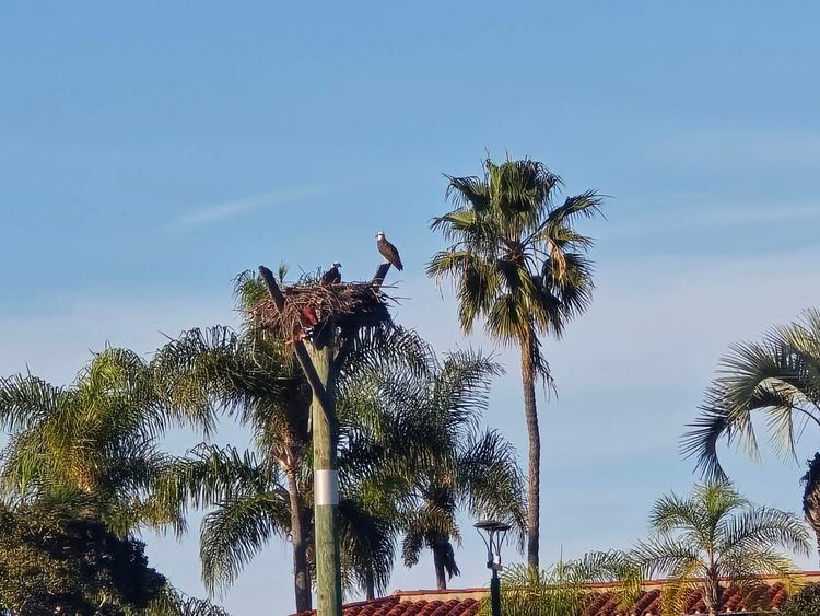 Voyage photo from sp5 with Jewels on 664