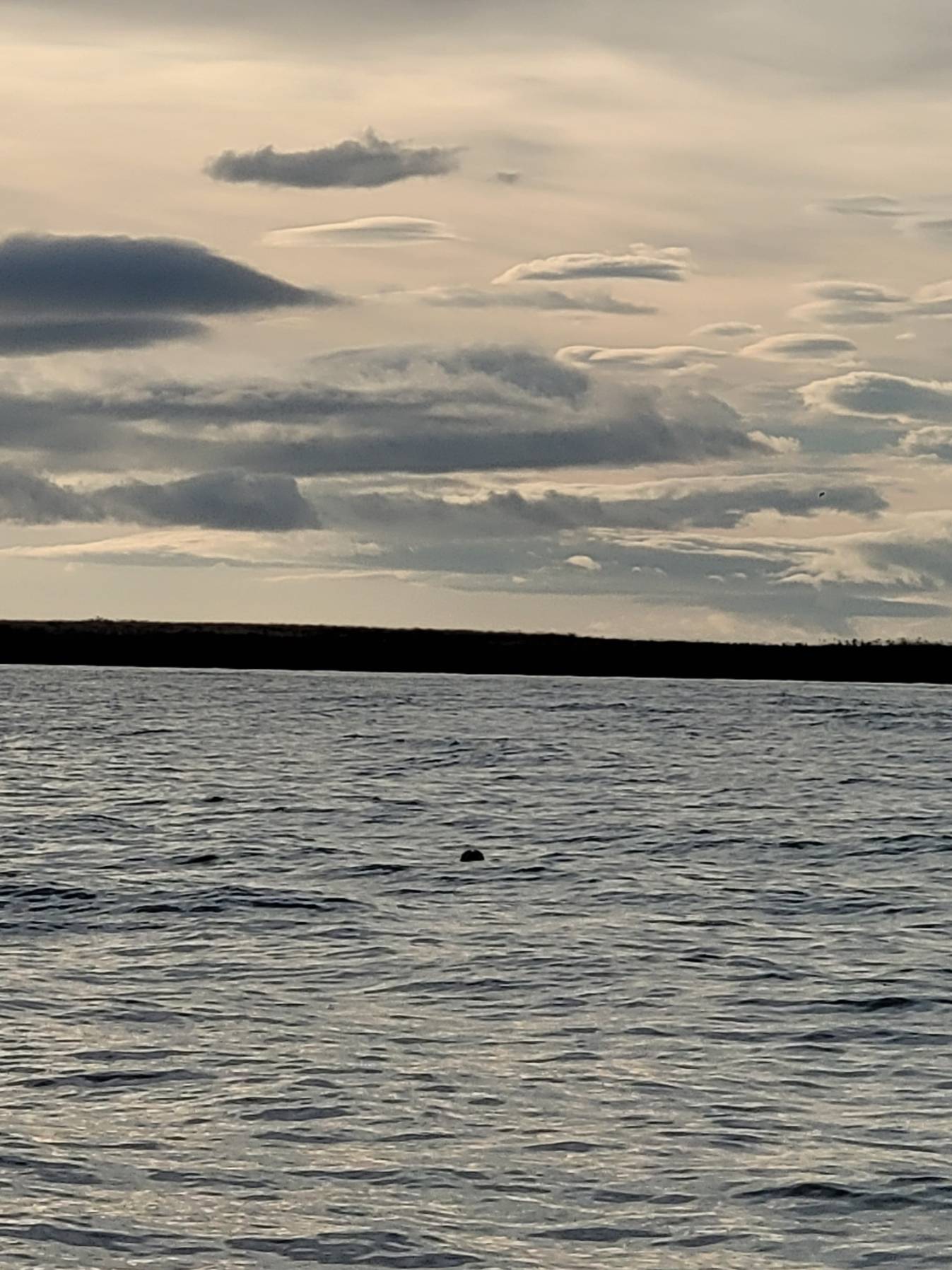 Selur, hvalur og hasar_9C95DF0A-8F68-4EDF-9604-AA421DBD780A