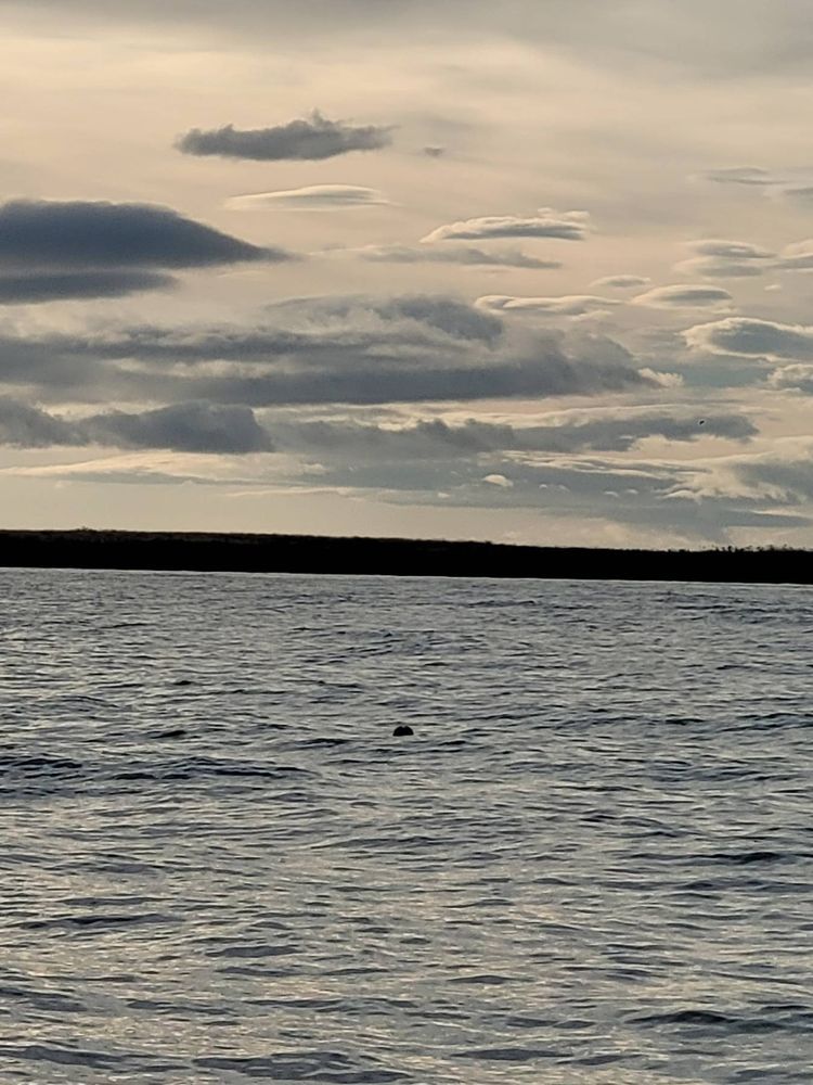 Voyage photo from Selur, hvalur og hasar