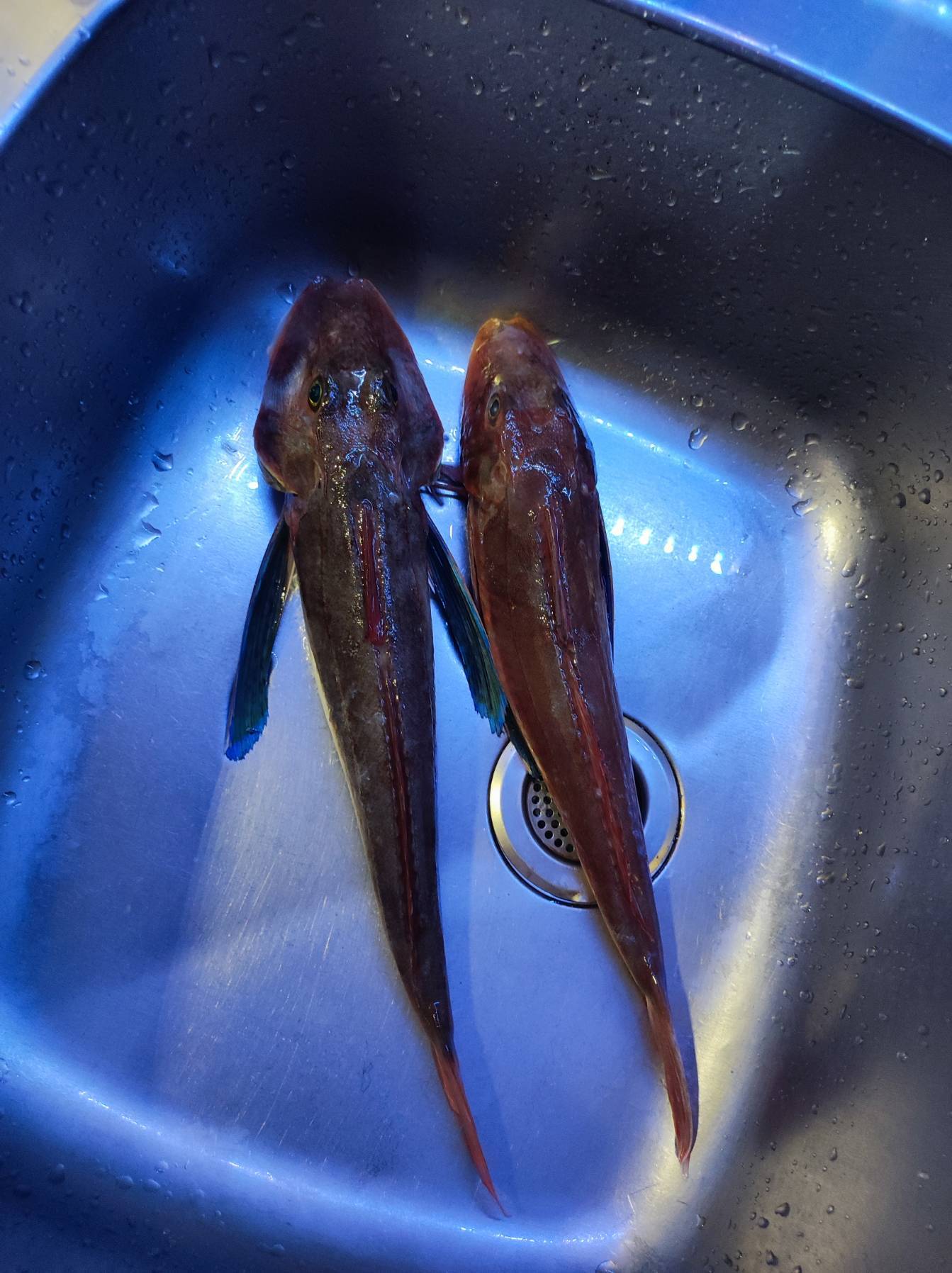 Voyage_09AB1743-6B5E-4935-AF16-C3D5282CC0E0