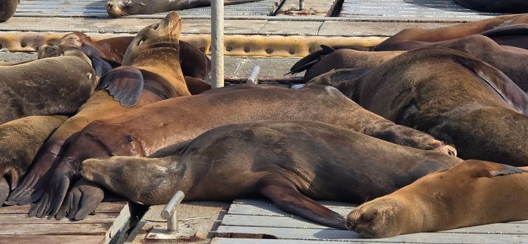 Voyage photo from so5 with Jewels on 659