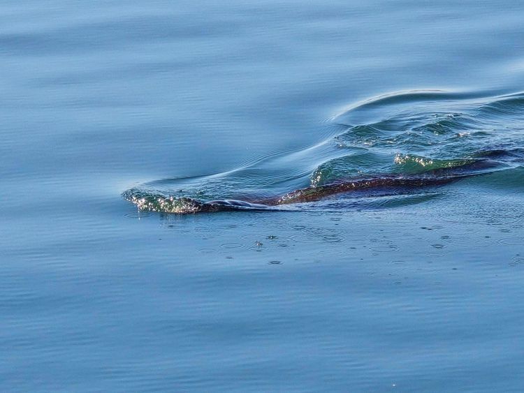 Voyage photo from Drills on WDE