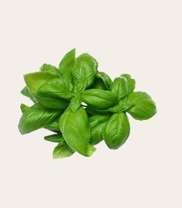 Albahaca Fresca