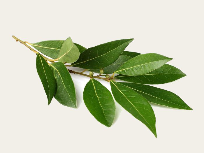 Laurel Fresco