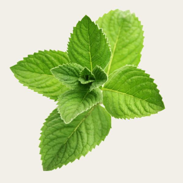 Yerbabuena Fresca