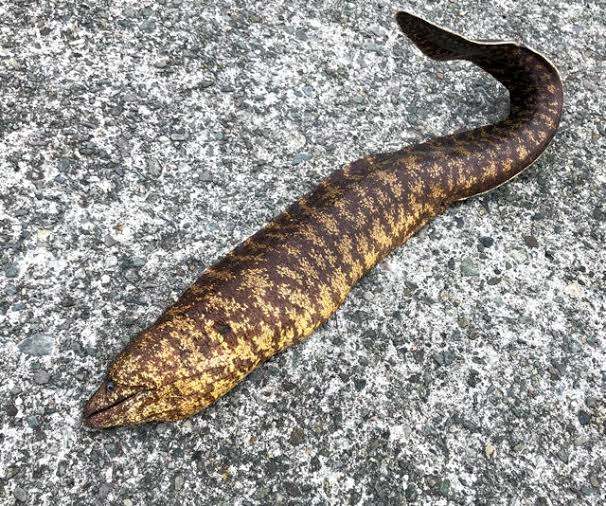 鮮度抜群 ウツボ 