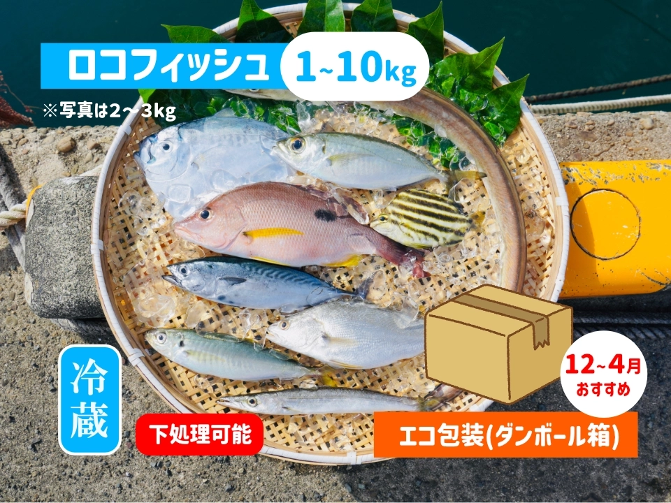 下処理可能！ロコフィッシュ鮮魚ボックス【エコ包装】