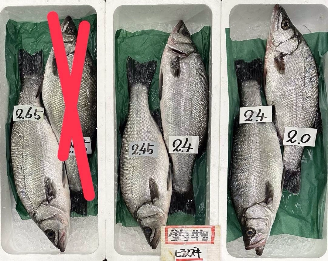 ヨコワ　コシナガ　寒ブリ　アンコウ サワラ他入荷