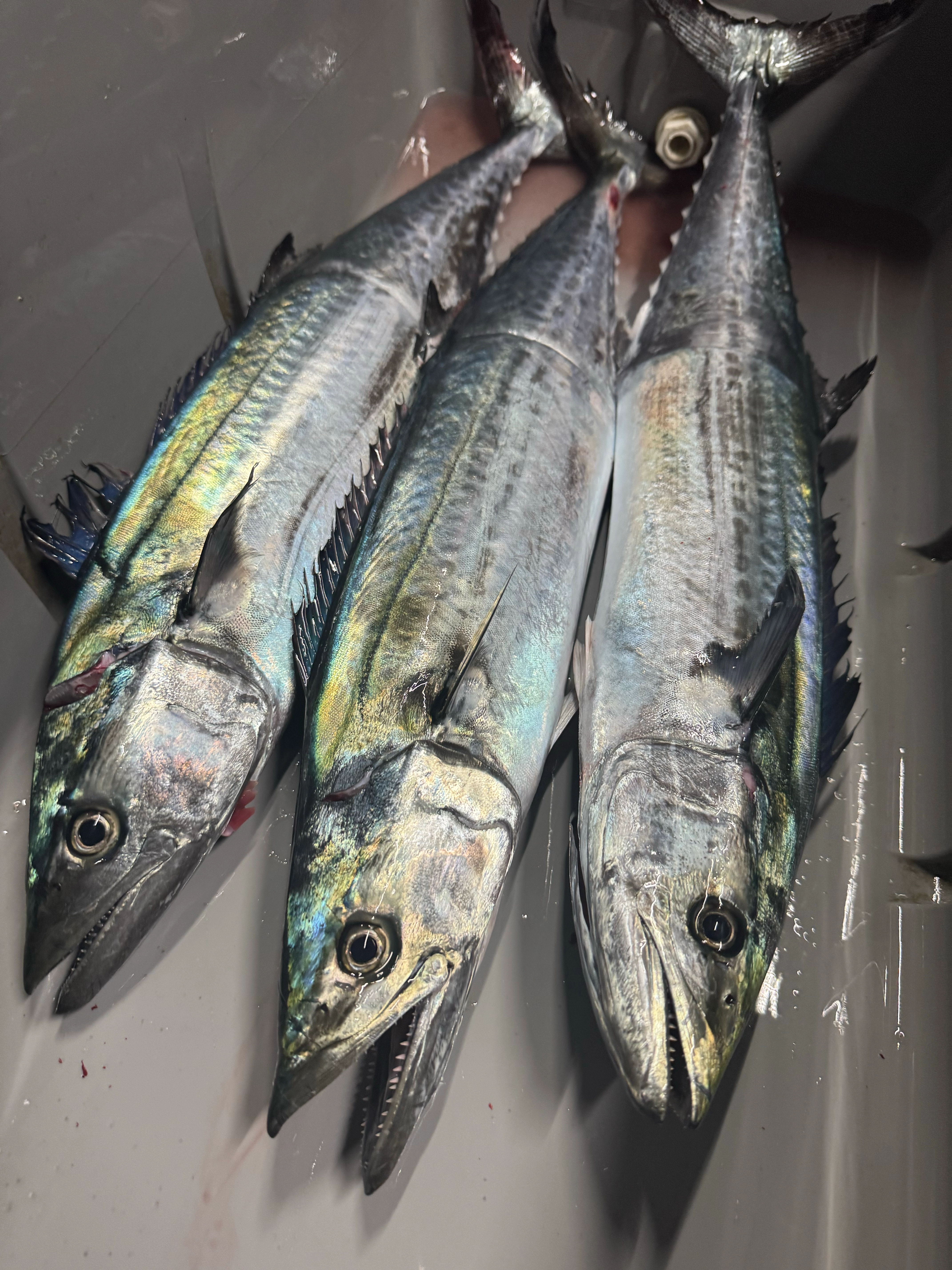 瀬戸内海産 サワラ