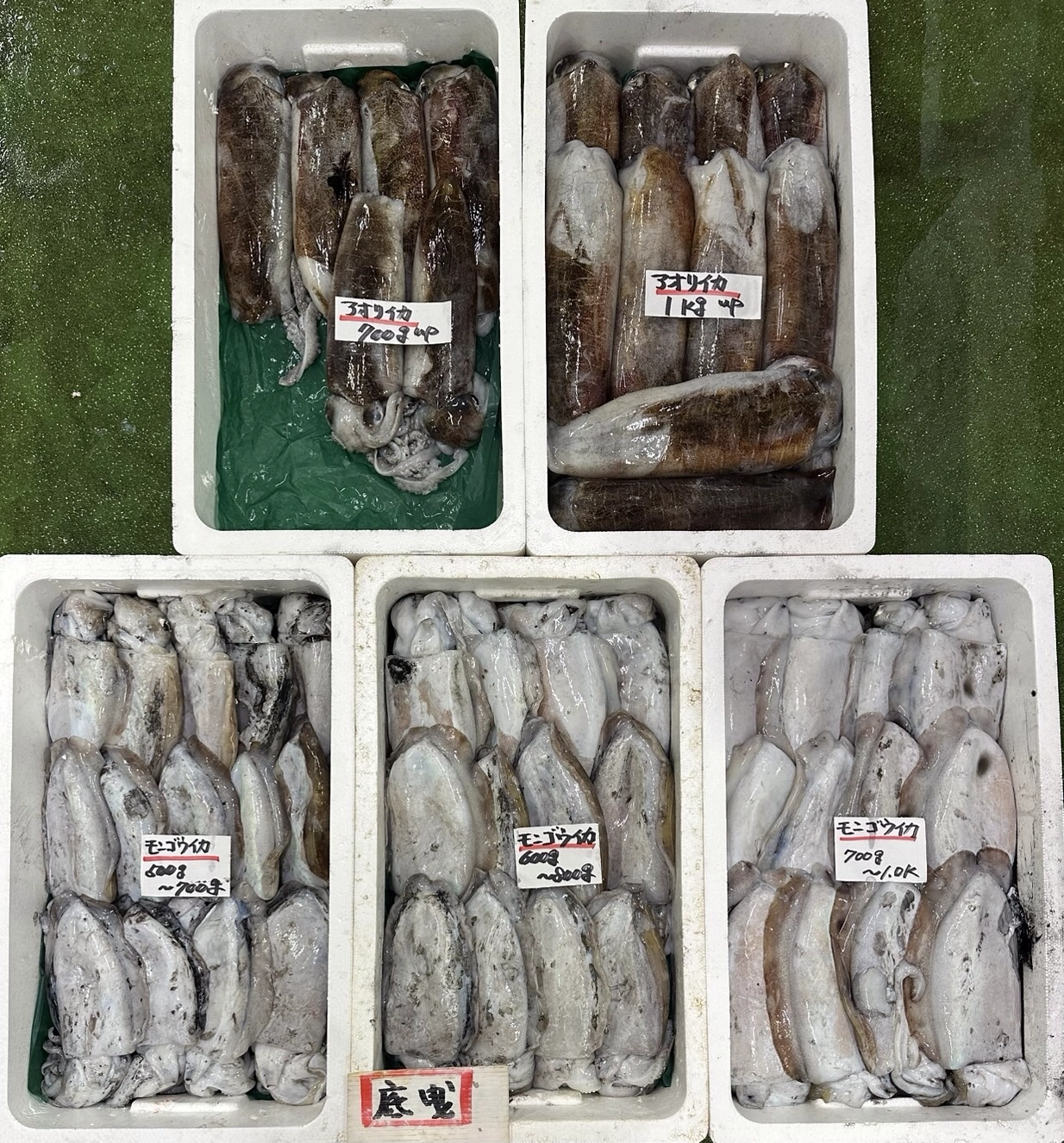 釣りブリ　サワラ　ヒゲダイ　コブダイ　他色々入荷