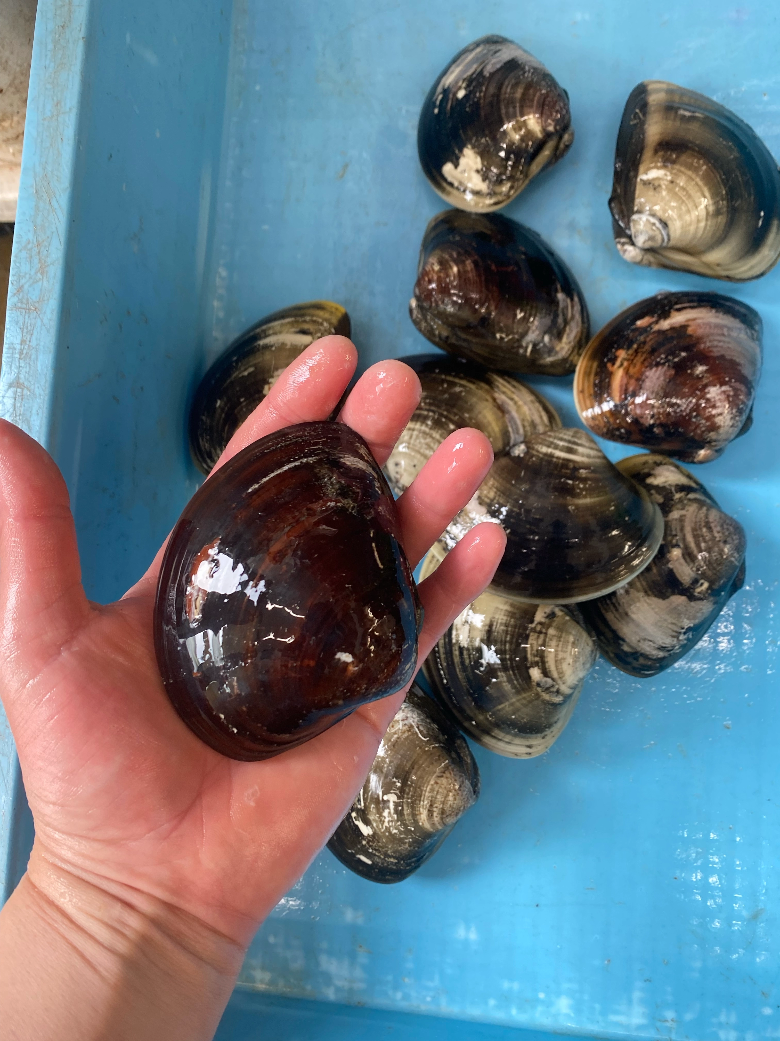 大人気！身入り◎内湾手掘り【地ハマグリ】