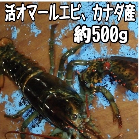 活オマールエビ⭐️