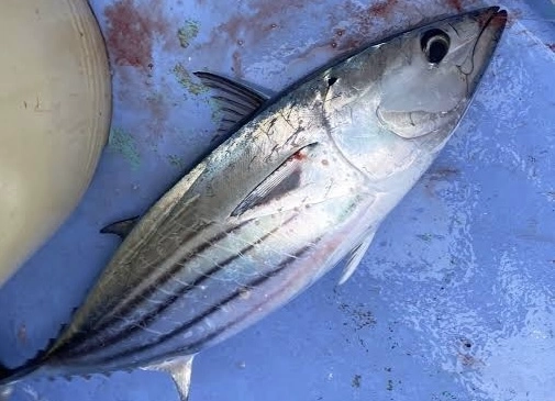 日戻り一本釣りカツオ