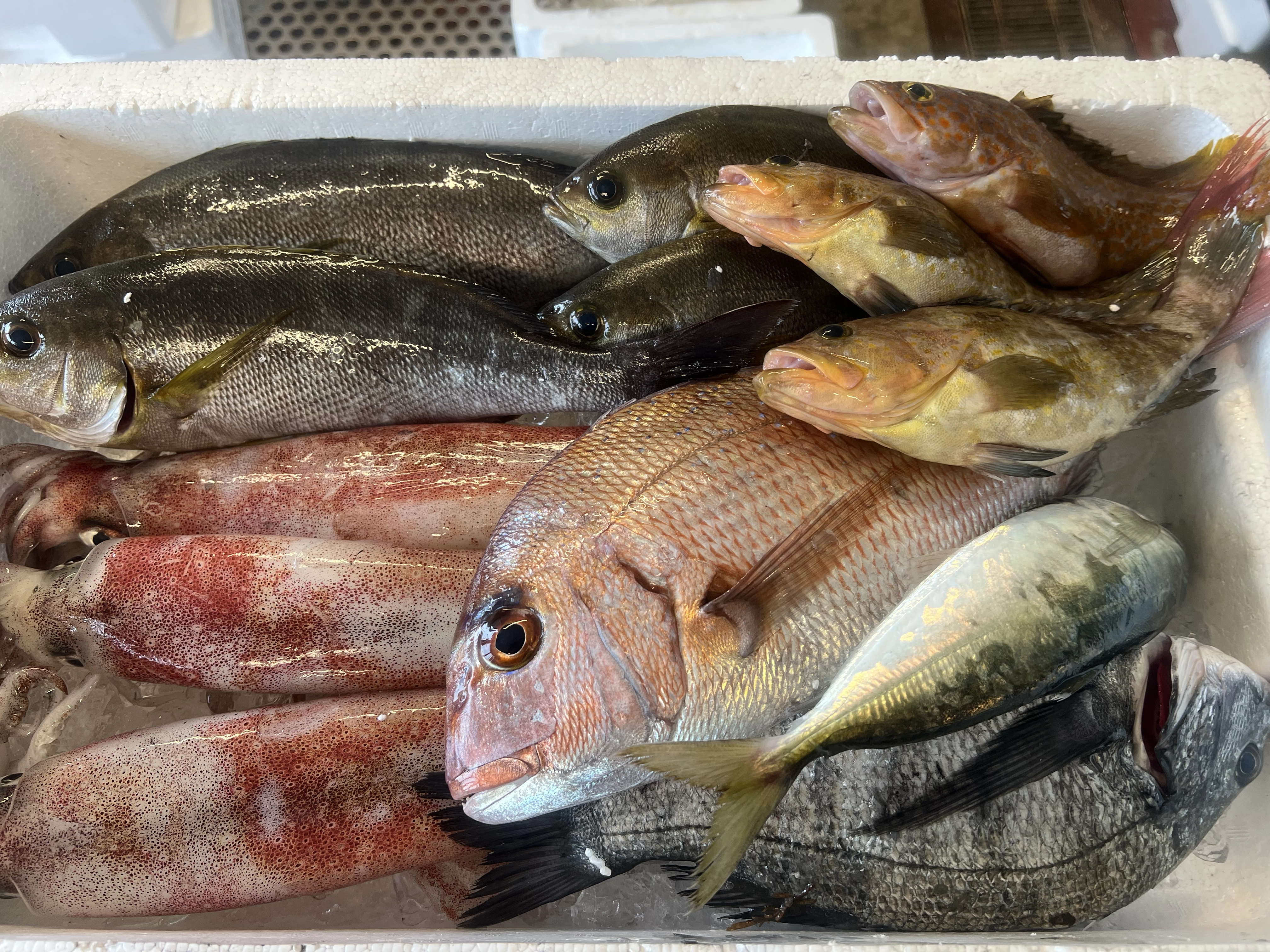 若狭湾　産地直送🐟