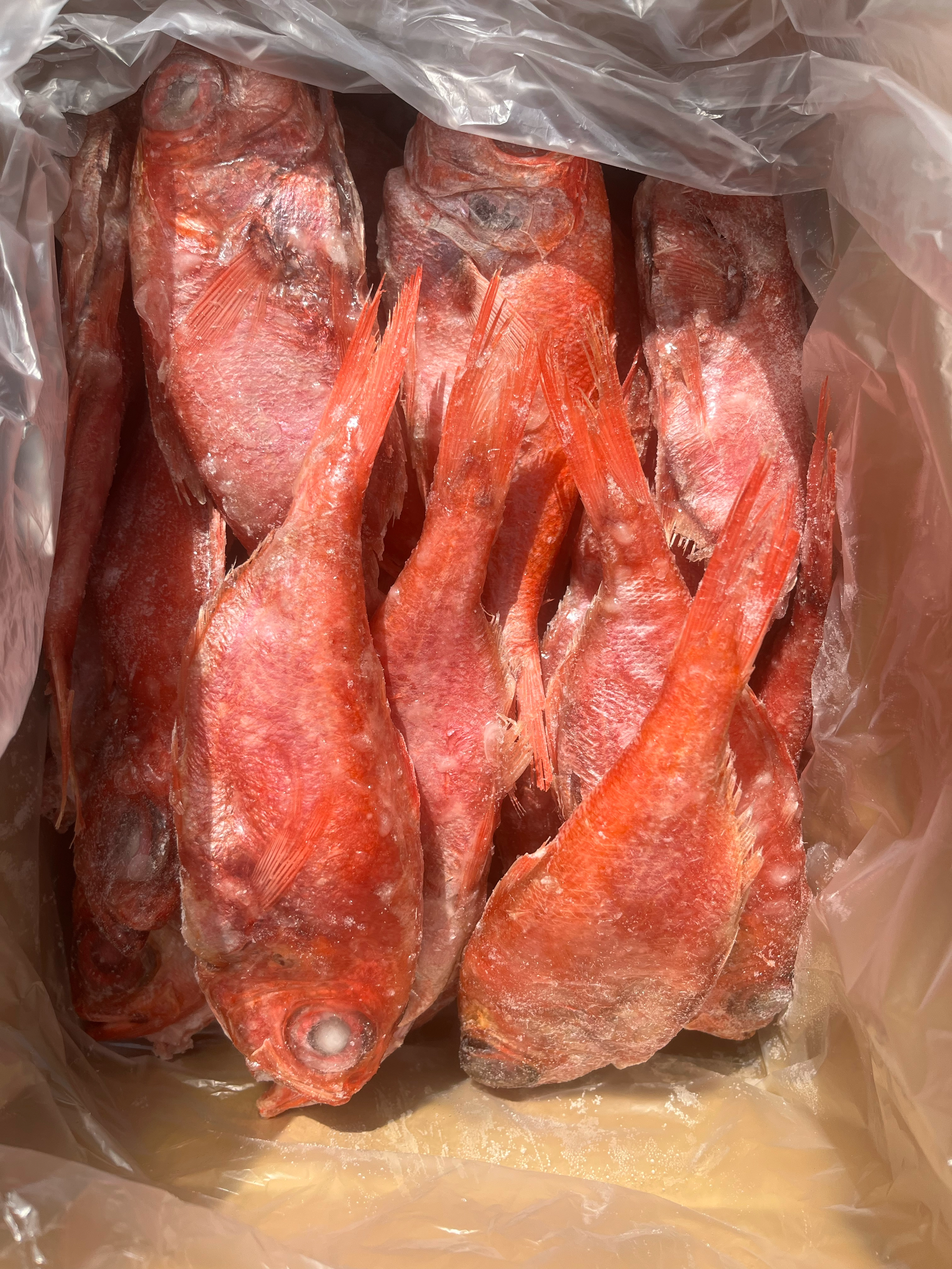 青森県産金目鯛　260/380g   セミドレス　10kg