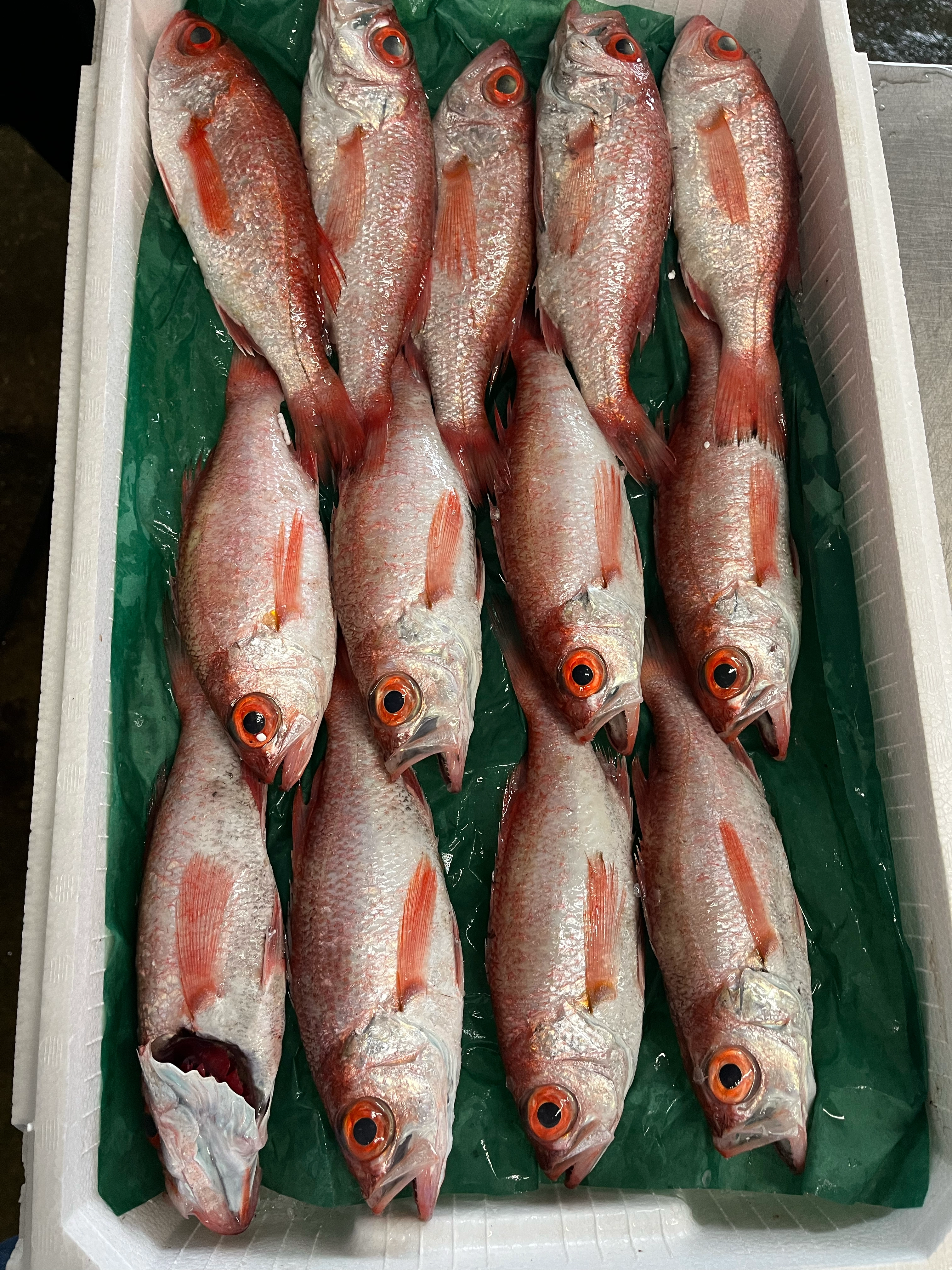アカムツ入荷！鮮度良！