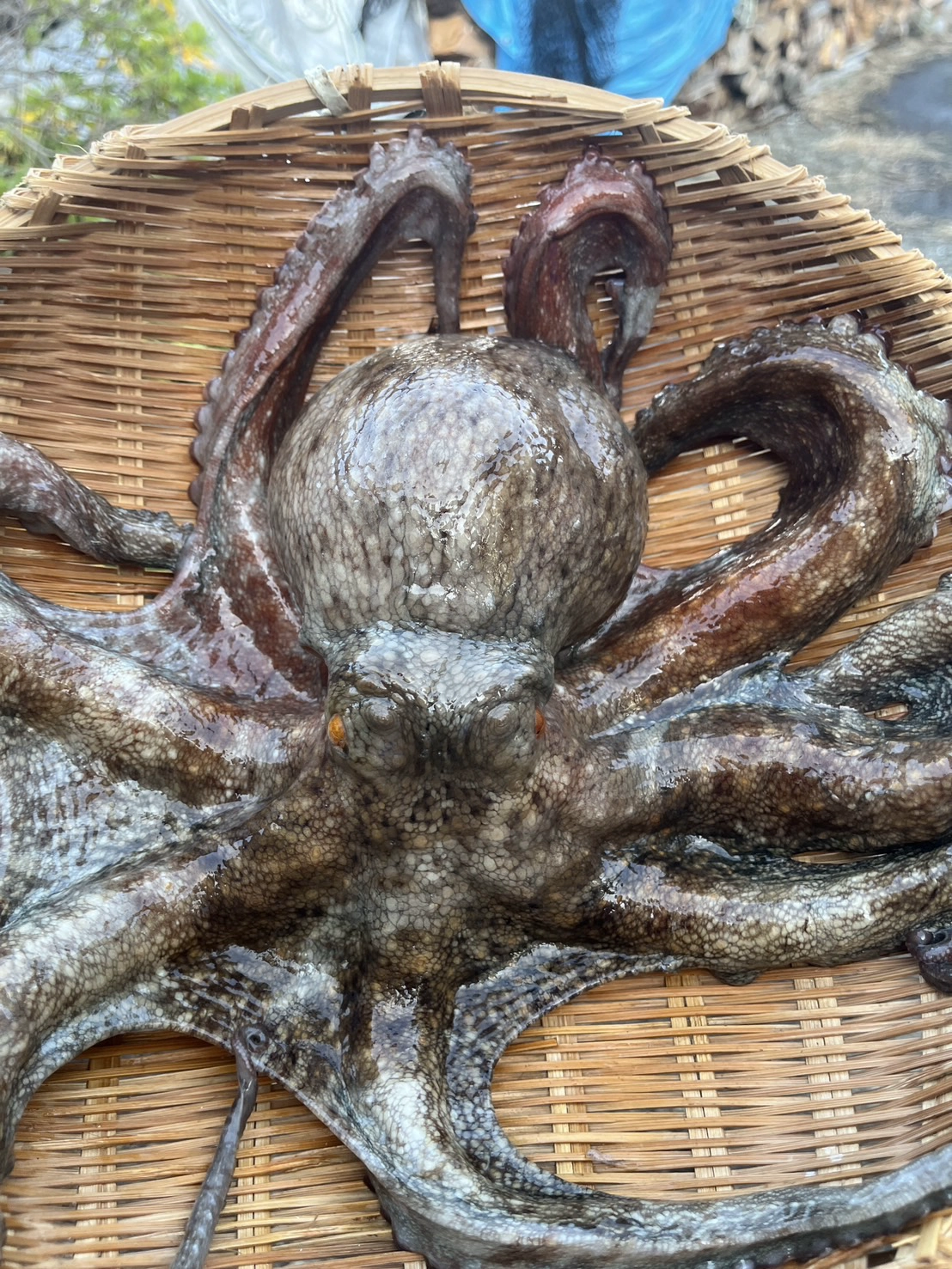 マダコ❗️ 厳寒の海が育む極上の味！風間浦産「石だこ」（マダコ)