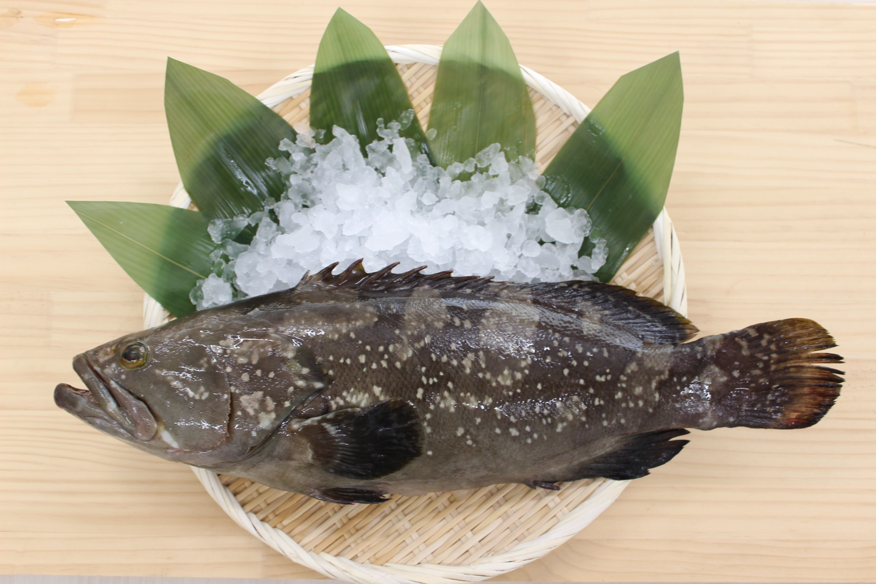 【刺身でもお鍋でも！】陸上養殖・一宮産クエタマ