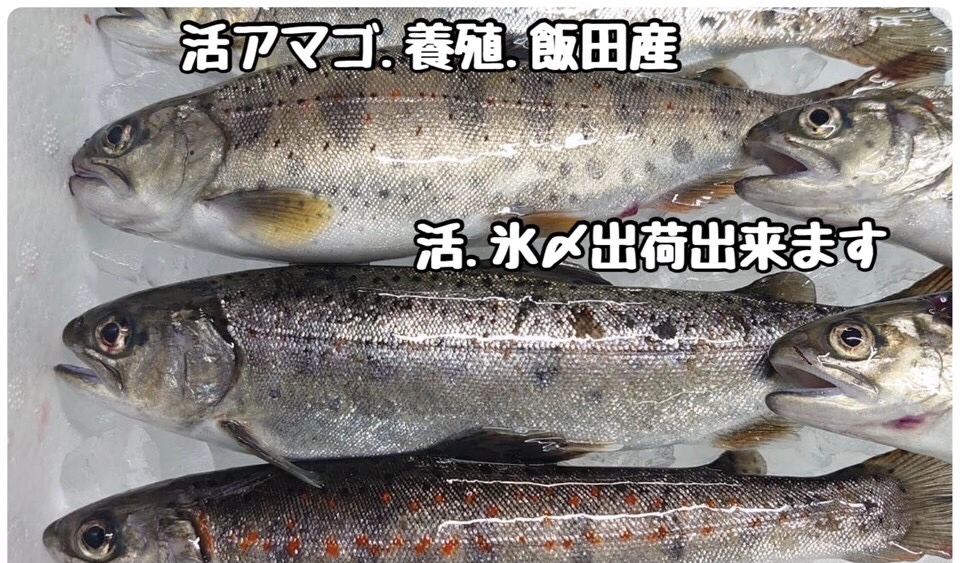 活アマゴ