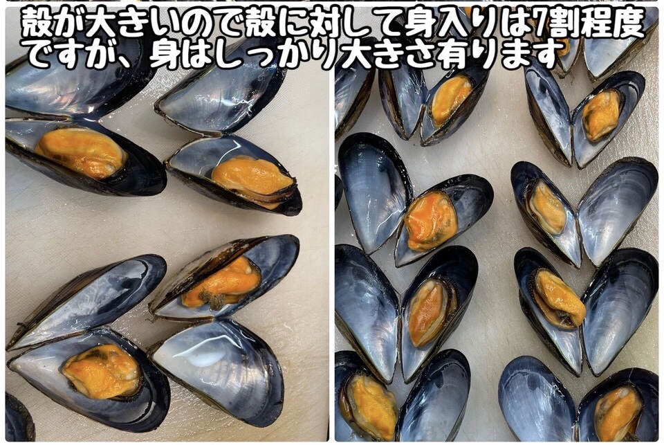 山田湾の活天然ムール貝