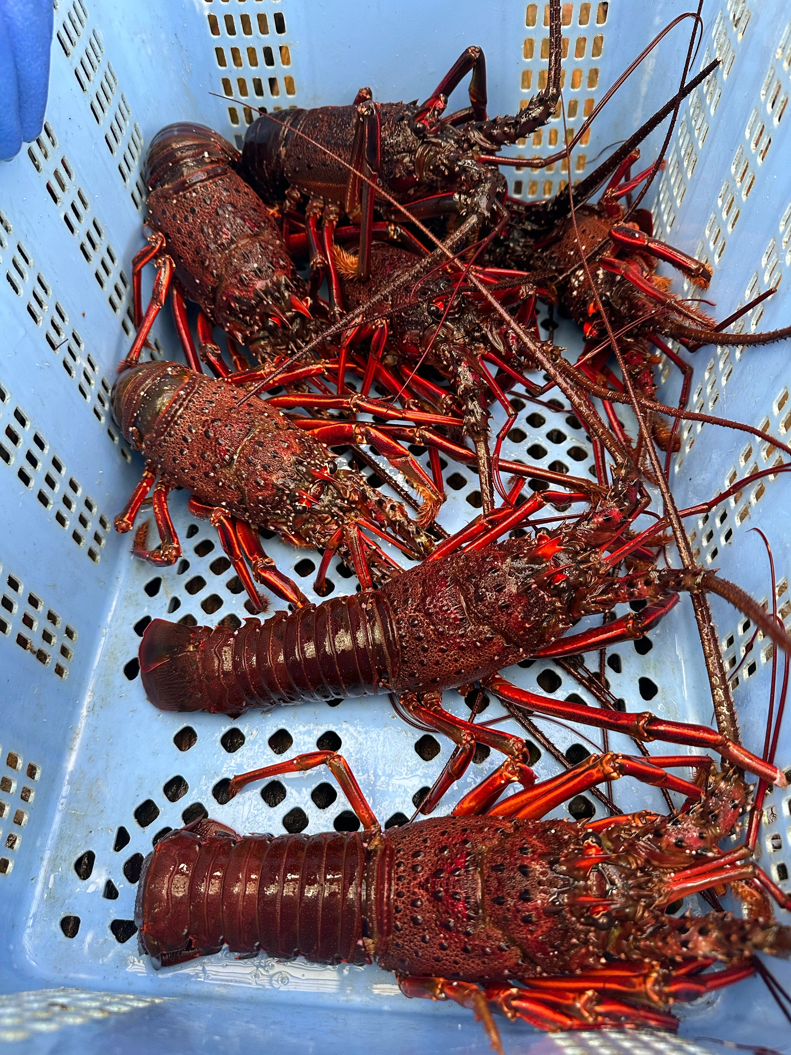 新鮮採れたて伊勢海老🦐