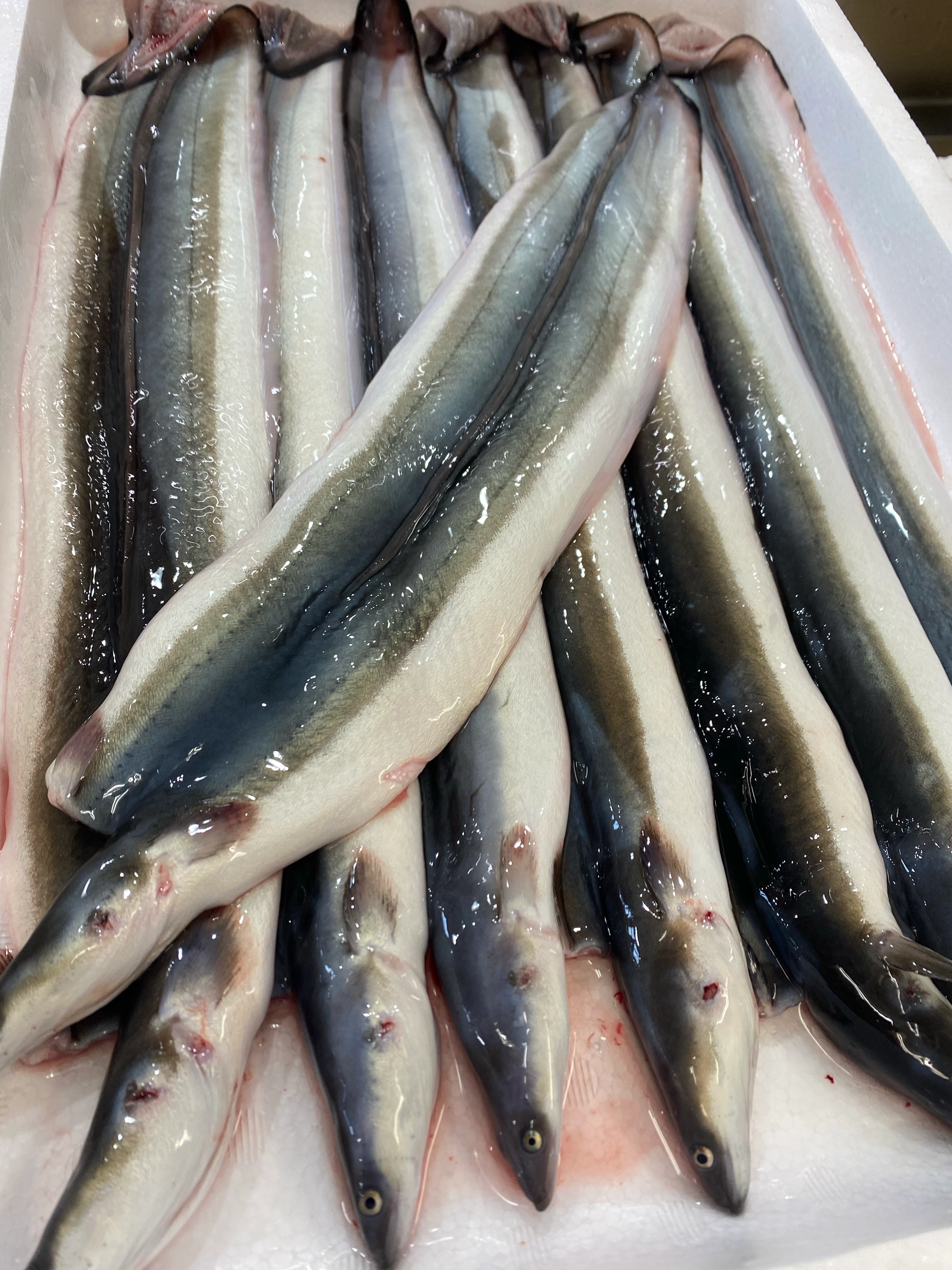 三河一色産冷凍新仔うなぎ開き