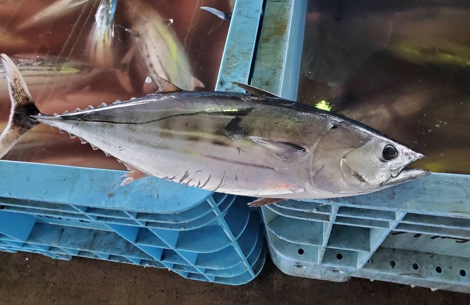 日戻り漁で獲れたカツオを発送します