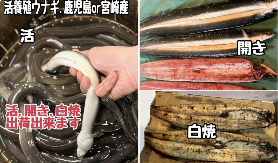 養殖ウナギ・鹿児島産or宮崎産‼️