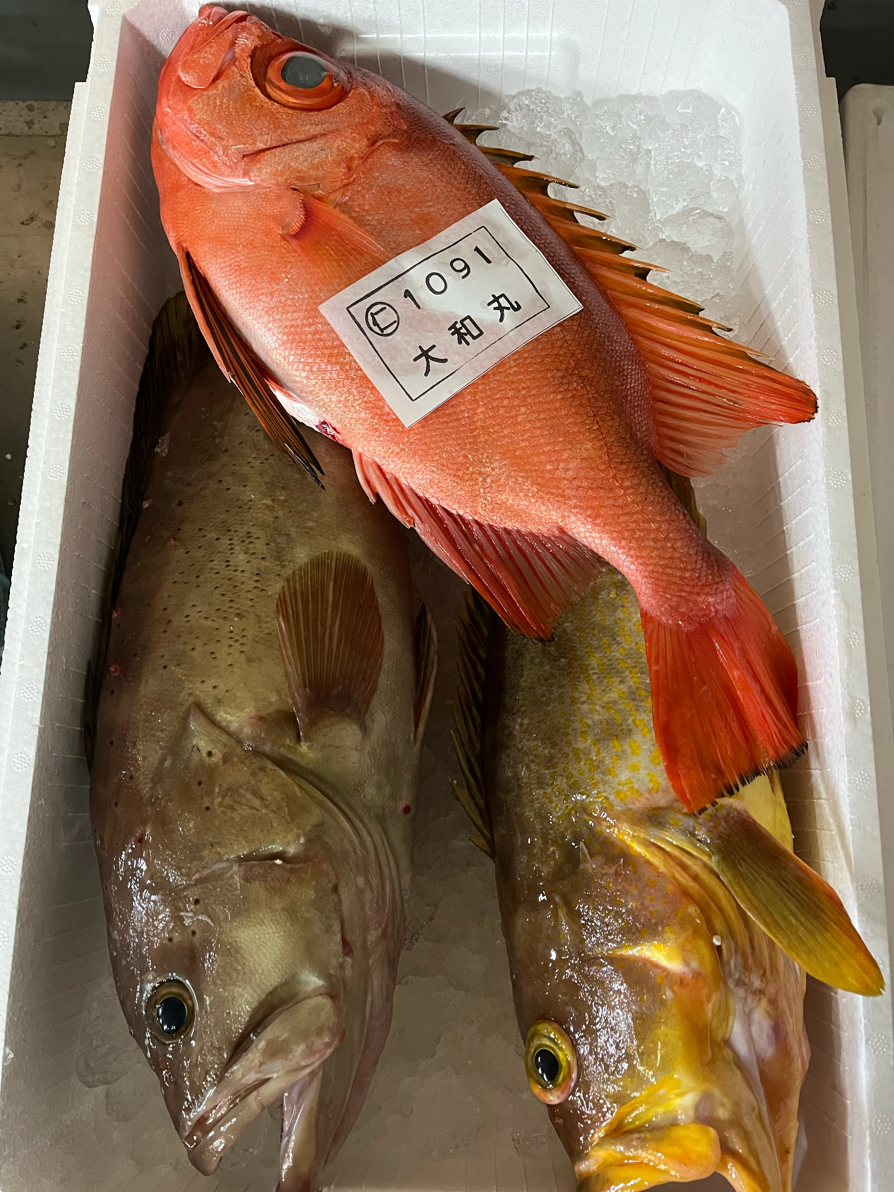 コモンハタ！アオハタ！チカメキントキ！