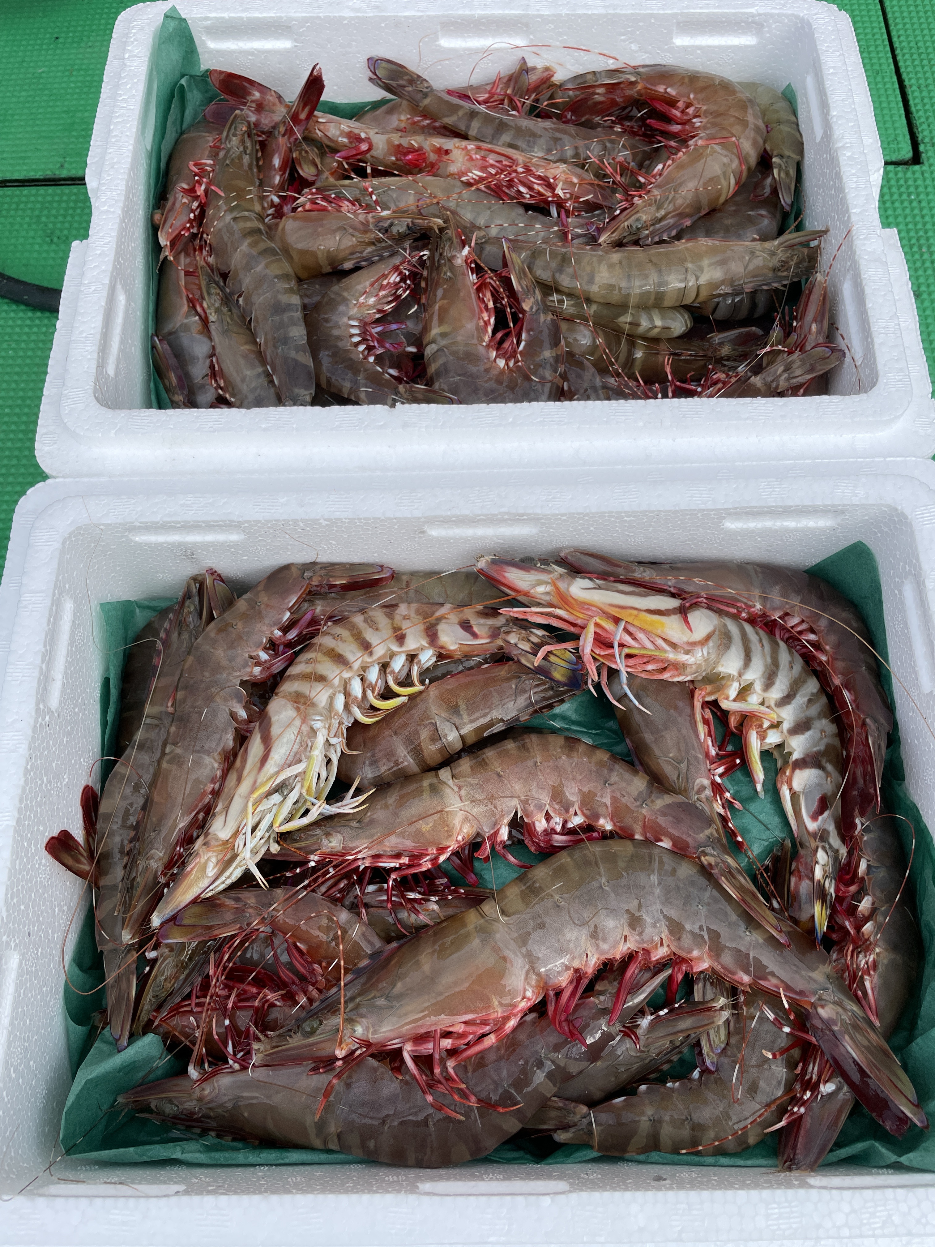 ↑30尾　　↓20尾　車海老はおまけで入れました