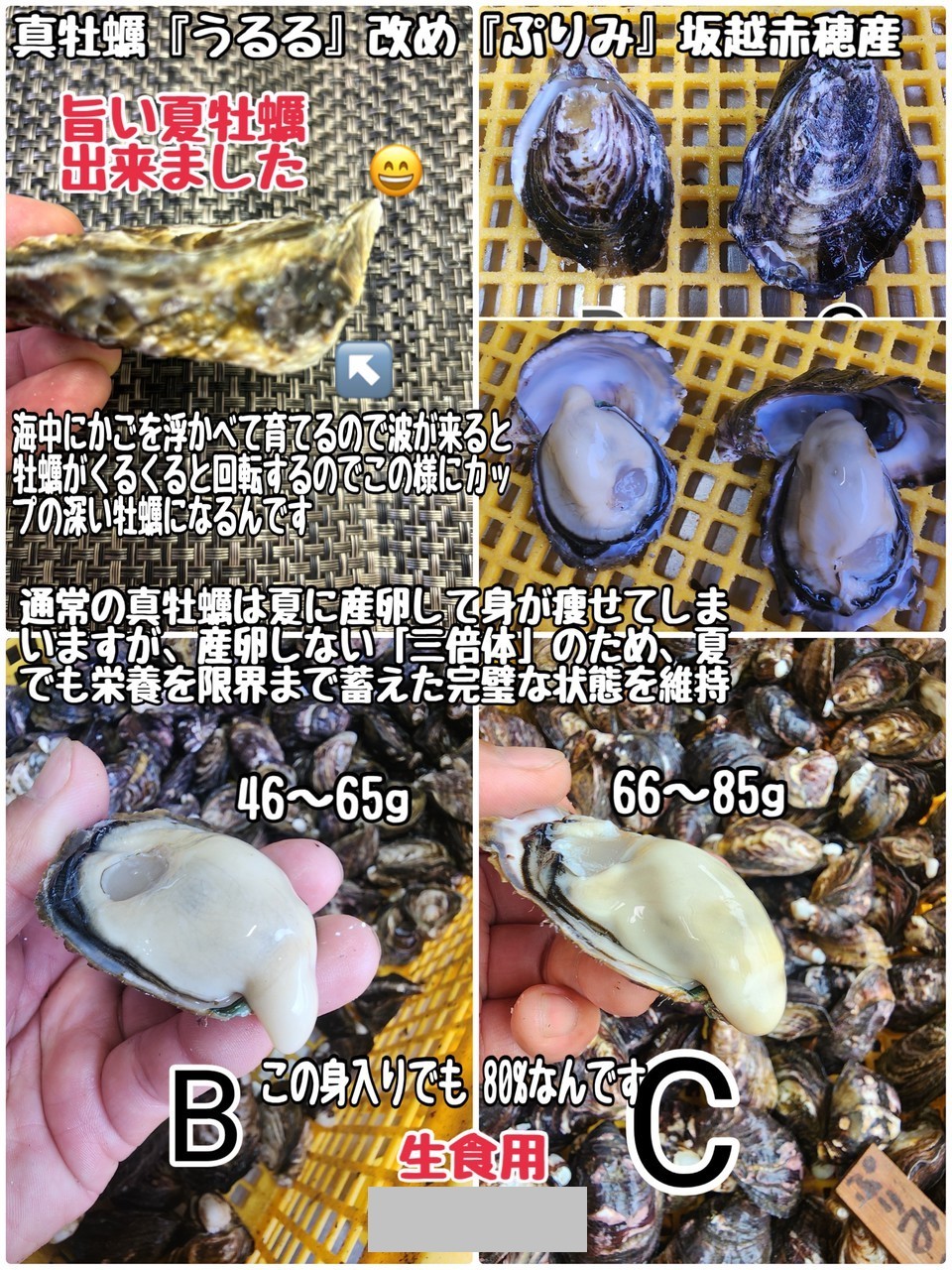 ⑦真牡蠣（ぷりみ）・坂越赤穂産・殻付き・生食用 他1品