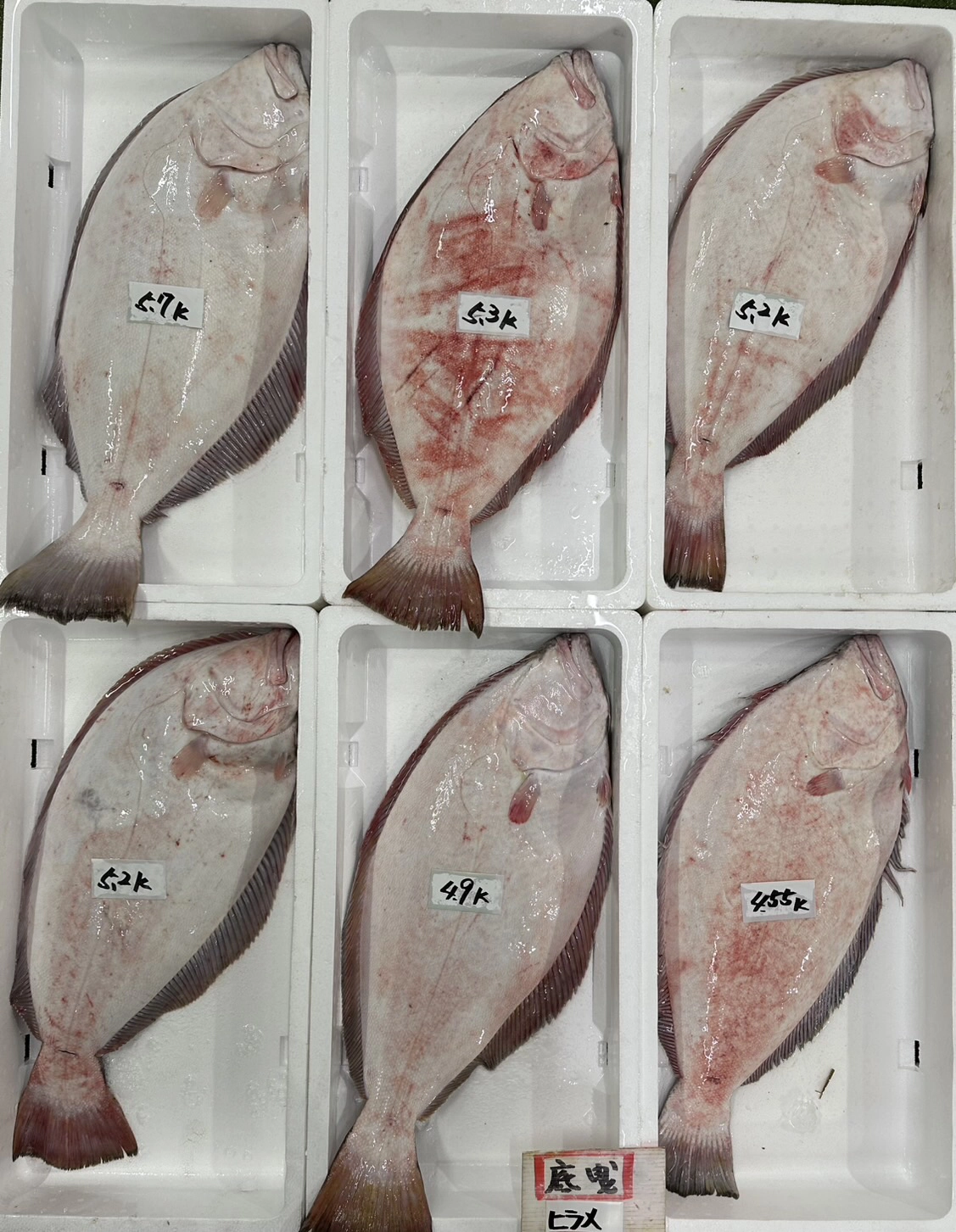 トラフグ　マフグ　アナゴ　マトダイ　ヒラメ他色々入荷‼️